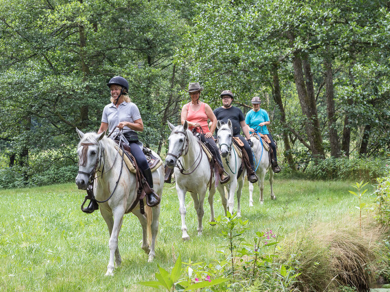 Ausritte auf Andalusiern genießen Ausreiten im Bayerischen Wald