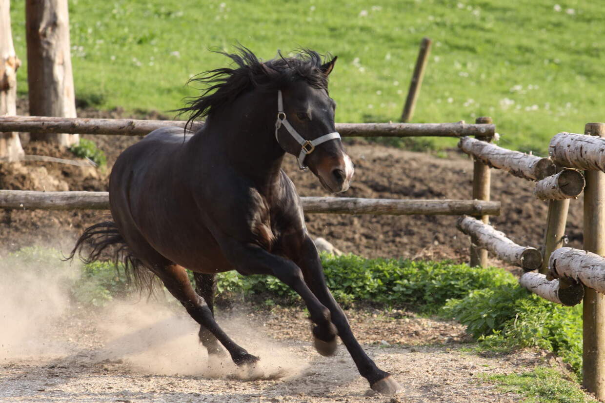 Andalusier im Galopp auf dem Reiterhof Habereder in Schöllnach Andalusier Reiterhof Habereder Schöllnach