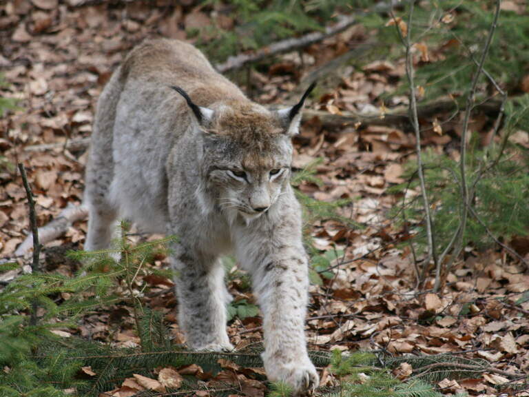 Luchs im Tierfreigelände Neuschönau Luchs im Tierfreigelände