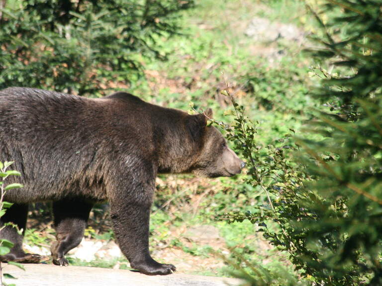 Bär im Tierfreigelände Neuschönau Bär im Tierfreigelände