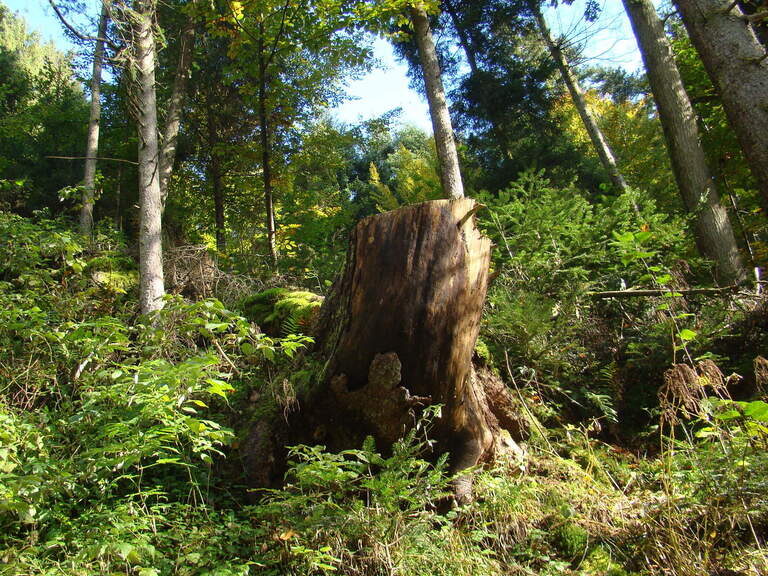 Wälder im Bayerischen Wald Wälder im Bayerischen Wald