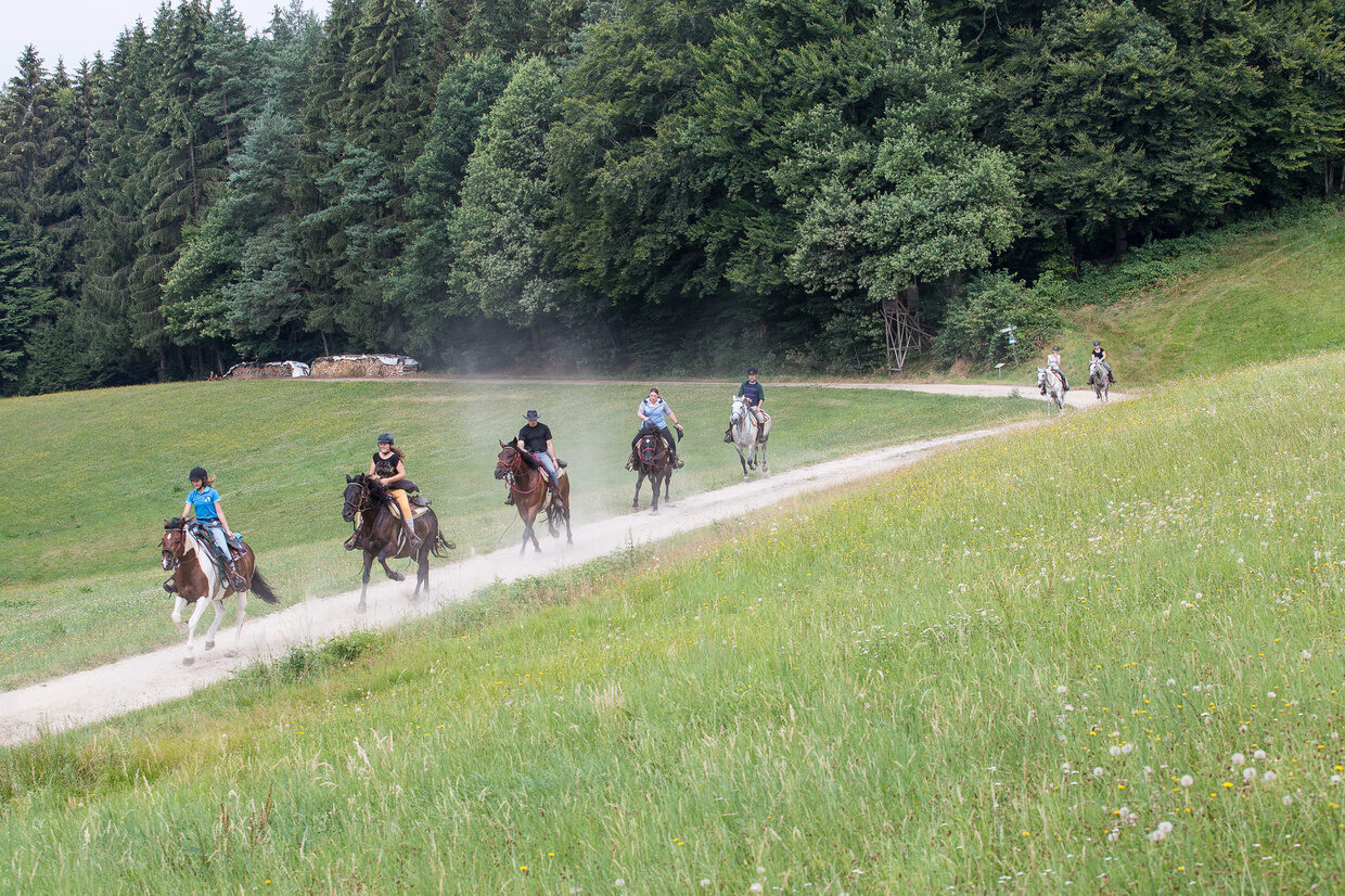 Reiten durch Wälder am Reiterhof Habereder Reiten durch Wald Reiterhof Habereder