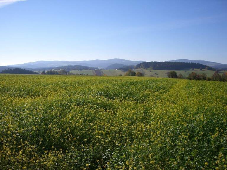 Die Landschaft um den Reiterhof Habereder in der Sonnenwaldregion Landschaft um Reiterhof Habereder