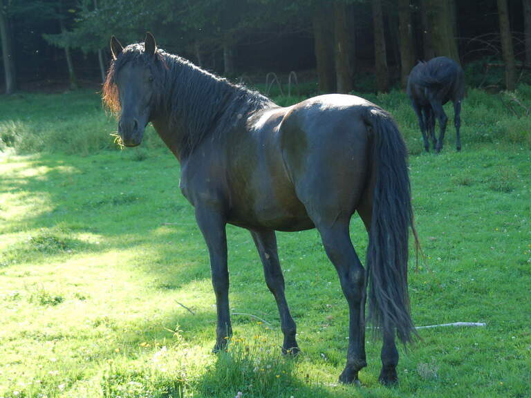 Pferd genießt die Auszeit auf der Koppel Pferd steht auf Wiese