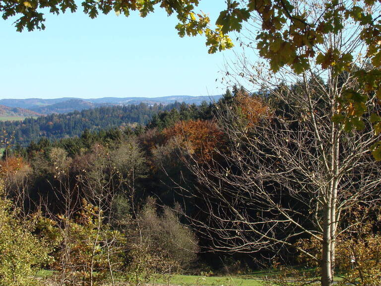 Schöne Wälder um den Reiterhof Habereder Wälder um Reiterhof Habereder